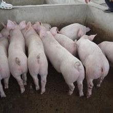 小猪崽子爆料视频播放,揭秘幕后真相 第2张 小猪崽子爆料视频播放,揭秘幕后真相 第2张