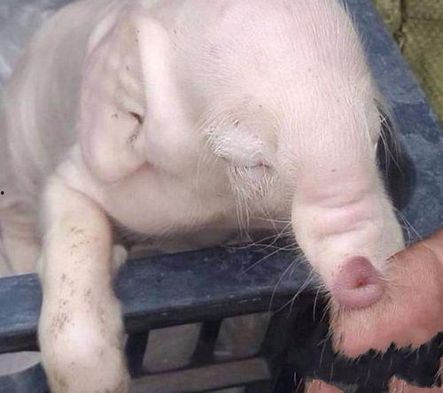 小猪崽子爆料视频播放,揭秘幕后真相 第3张 小猪崽子爆料视频播放,揭秘幕后真相 第3张